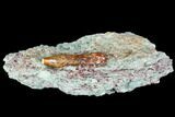 Phytosaur (Redondasaurus) Tooth In Sandstone - New Mexico #107064-3